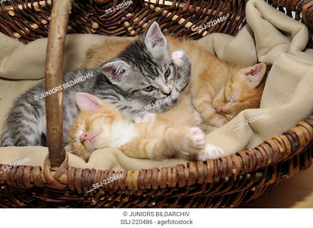 Domestic cat. Three kittens (5 weeks old) lying in a wicker basket. Germany