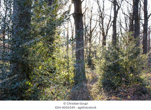 Common holly (Ilex aquifolium) in undergrowth, Forest of Rambouillet, Haute Vallee de Chevreuse Regional Natural Park, Yvelines department, Ile-de-France region