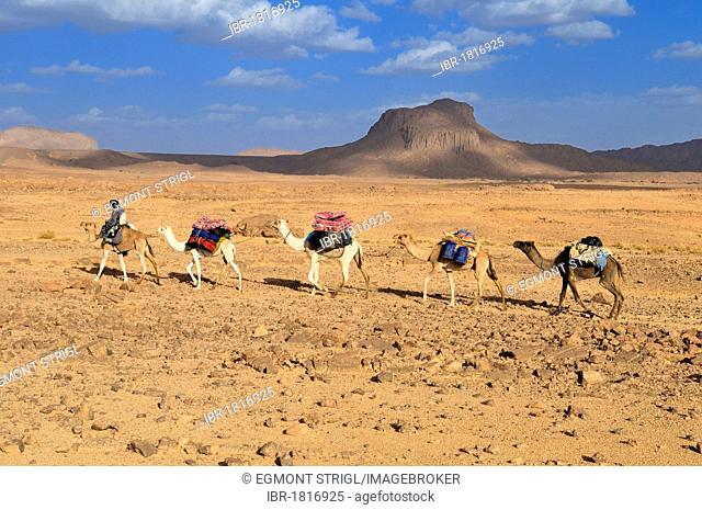 Group of camels, caravan, in the volcanic landscape of Hoggar, Ahaggar Mountains, Wilaya Tamanrasset, Algeria, Sahara, North Africa