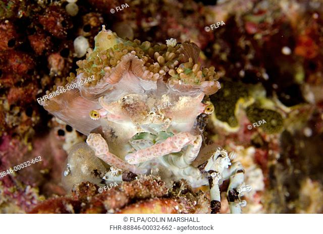 Corallimorph Decorator Crab (Cyclocoeloma tuberculata) wearing Corallimorph corals for protection and camouflage, Night dive, Keruo Island, Near Penemu Island