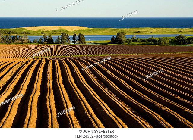 Newly planted potato field, South Lake, Prince Edward Island