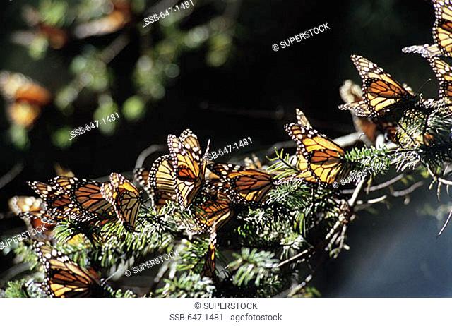 Monarch Butterflies (Danausplexippus) El Rosario Butterfly Sanctuary Angangueo Mexico