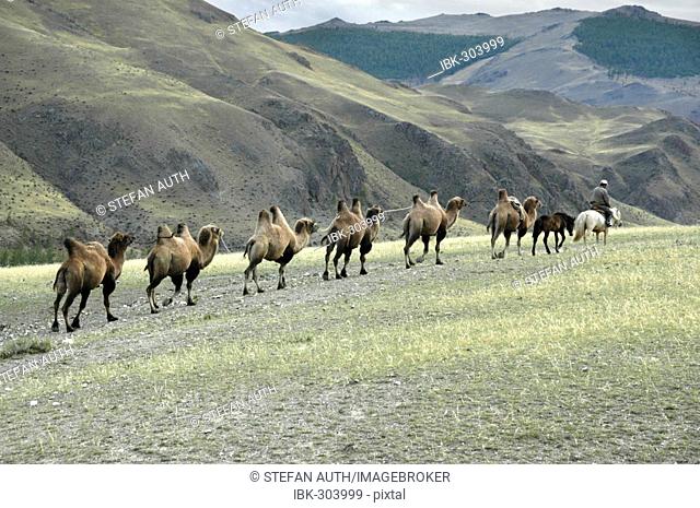 Caravan of Bactrian camels in the steppe Kharkhiraa Mongolian Altai near Ulaangom Uvs Aymag Mongolia