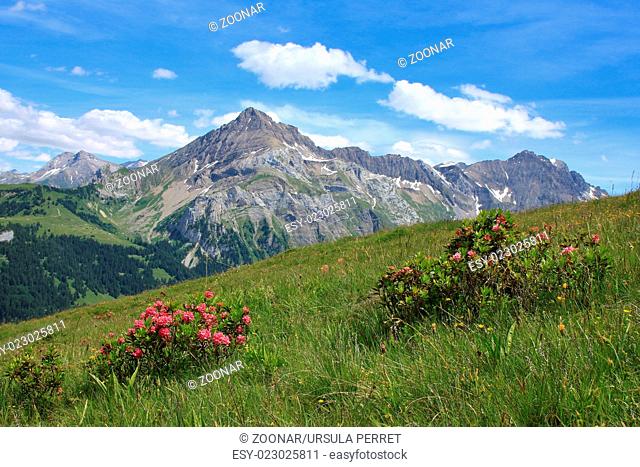 Mountain named Spitzhorn and Alpenrosen