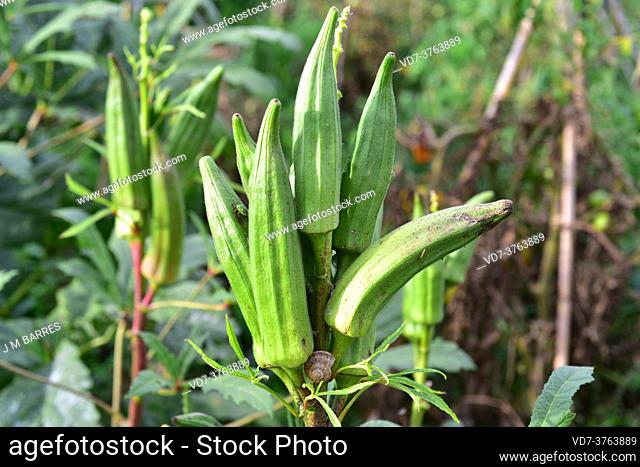 Okra (Abelmoschus esculentus or Hibiscus esculentus) is an annual plant native to western Africa or southern Asia. Its fruits are edible
