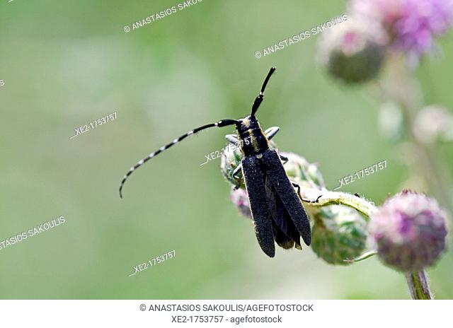 Agapanthia maculicornis, belongs in a genus of flat-faced longhorn beetle belonging to the family Cerambycidae, Greece
