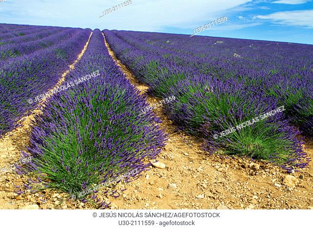 Lavender fields (Lavandula angustifolia), in Puimoisson, Valensole plateau. Digne-les-Bains district, in Alpes de Haute Provence department and...