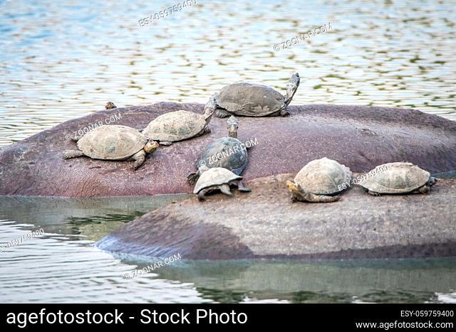 Speckled terrapins on the back of Hippos in the Kruger National Park, South Africa