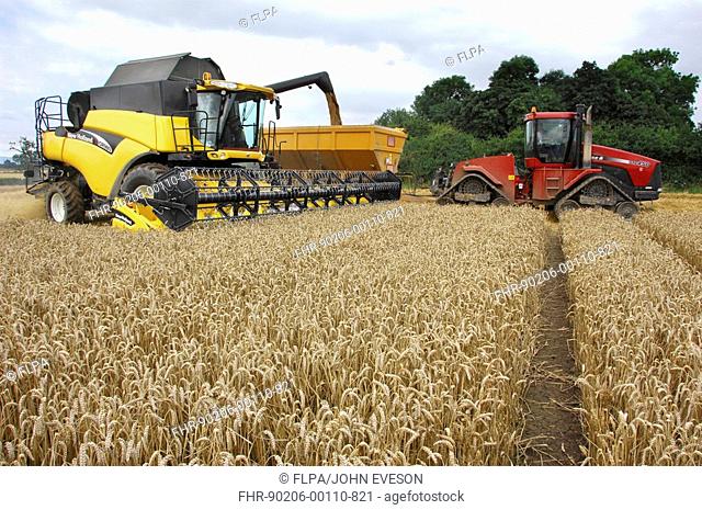 Wheat Triticum aestivum 'Alchemy', crop being harvested, New Holland combine harvester unloading into trailer, Cheshire, England