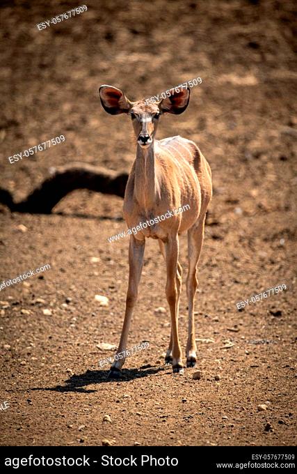 Female greater kudu standing on rocky ground