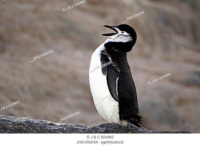 Chinstrap Penguin, (Pygoscelis antarctica), Antarctica, Brown Bluff, adult jawning