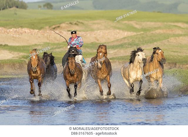 China, Inner Mongolia, Hebei Province, Zhangjiakou, Bashang Grassland, Mongolians traditionnaly dressed with horses running in a group in the water