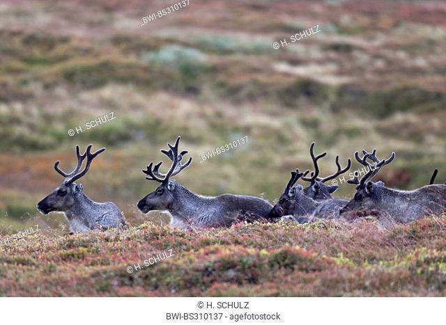 European reindeer, European caribou (Rangifer tarandus tarandus), five reindeers lying together in tundra, Sweden, Vaesterbotten