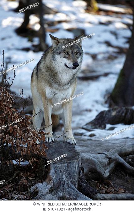 Grey wolf or Gray wolf (Canis lupus), Bavarian Forest National Park, Bavaria, Germany