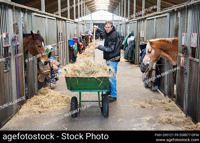 17 January 2020, Hamburg: Hans-Joachim Krohn, farmer, feeds horses in their stables on his farm. For farmer Krohn the future of the family farm