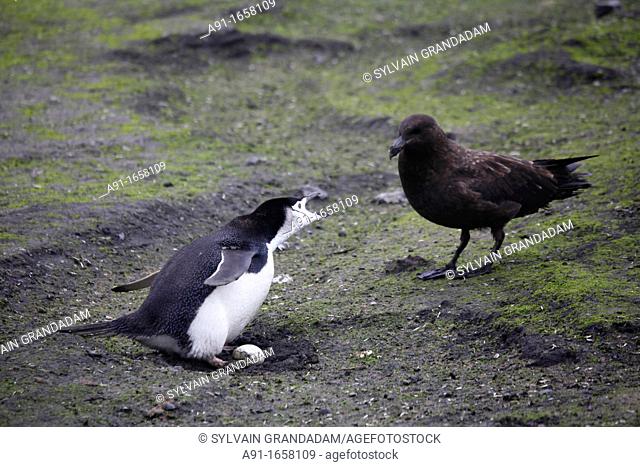 A skua bird trying to steal a Penguin egg, Baily Head black sand beach, Deception Island, South Shetland Islands, Antarctica