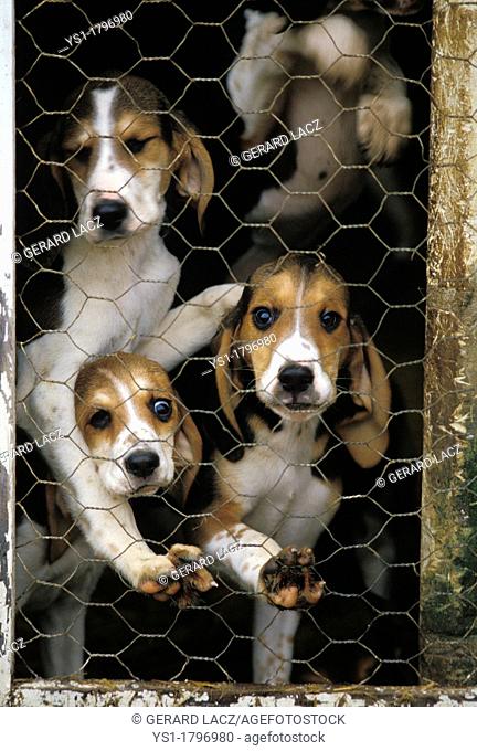 Great Anglo French Tricolour Hound, Pups in Kennel