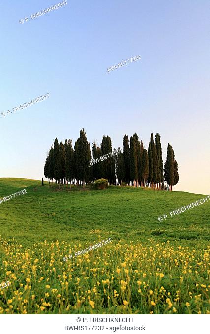 cypress group in grain field, Italy, Tuscany