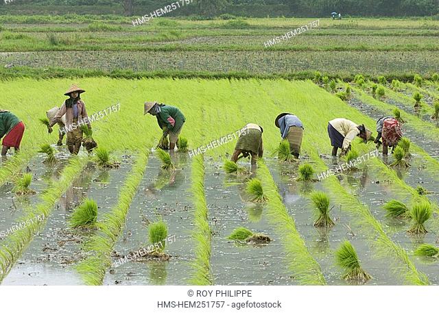 Myanmar Burma, Mandalay Division, threshing and pricking out rice in paddy field in the Irrawaddy Plain
