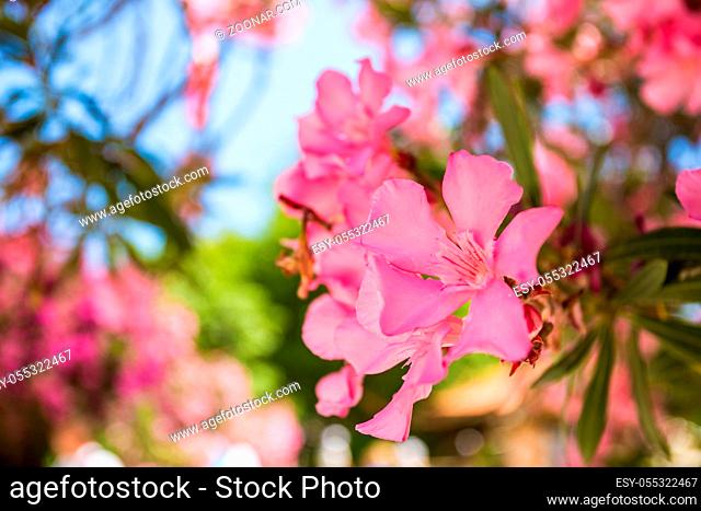 Oleander rose bay flower. Nerium oleander L