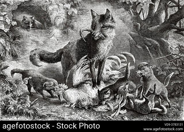 Fox family (Vulpini) killing a cock in the field. Carnivorous mammals, canine family. Old 19th century engraved illustration, El Mundo Ilustrado 1881