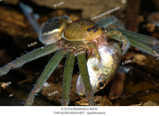 Fishing Spider Dolomedes sp adult, feeding on tadpole prey, Los Amigos Biological Station, Madre de Dios, Amazonia, Peru