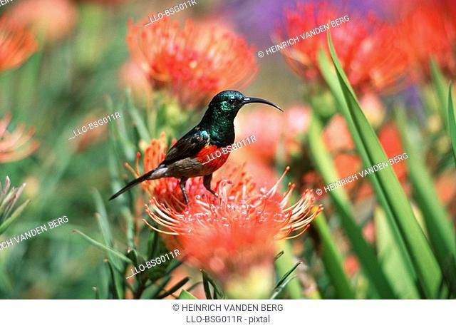 Portrait of a Greater Double-collared Sunbird Nectarinia afra Standing on a Flower  Tala Private Reserve, Midlands, KwaZulu Natal Province, South Africa
