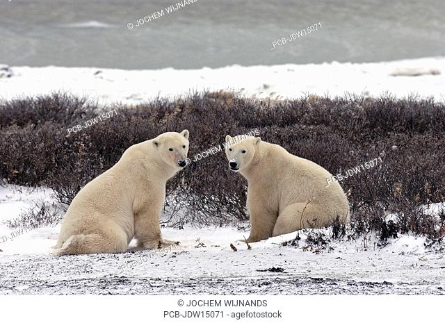 Manitoba, Churchill, young male Polar bears playfighting while waiting for the ice of the Hudson bay to freeze over
