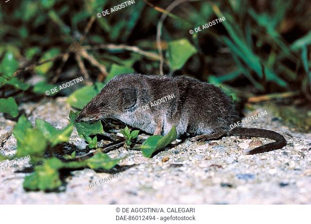 Bicolored shrew or Bicoloured white-toothed shrew (Crocidura leucodon), Soricidae