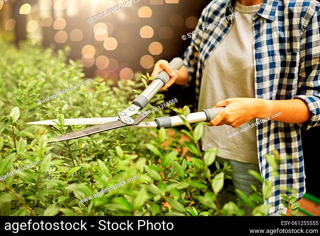 woman with pruner cutting branches at garden