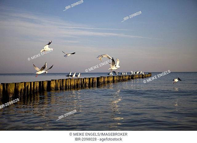 Seagulls perched on groynes in the morning light on the Baltic Sea near Rostock, Mecklenburg-Western Pomerania, Germany, Europe