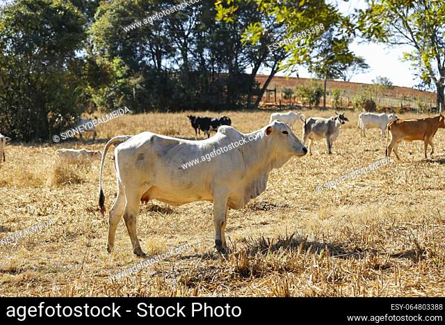 cows and bullocks in herd on the dry grass field. the cow is looking out of the picture. herd of cattle