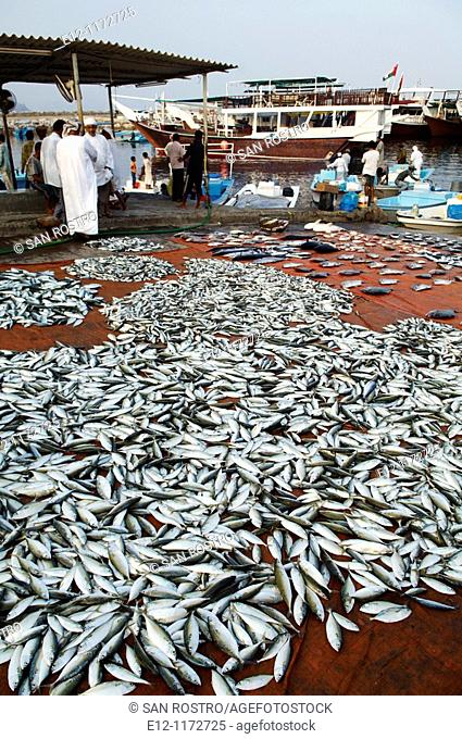 Middle East, Oman, Mussandam area, fish market od Dibba
