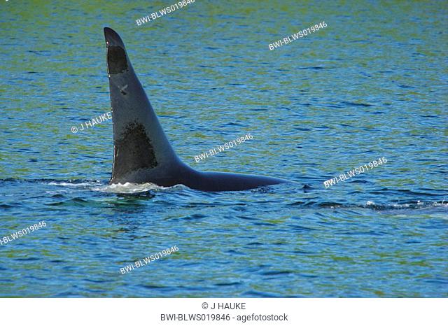 orca, great killer whale, grampus Orcinus orca, back fin, USA, Alaska