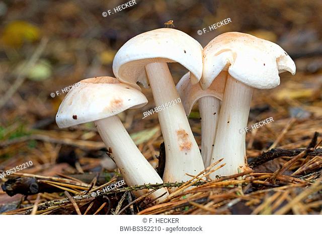 Spotted toughshank, Spotted Toughshank mushroom, Spotted coincap (Collybia maculata, Rhodocollybia maculata), four fruiting bodies on forest floor, Germany