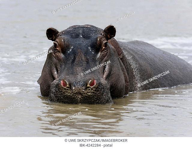 Hippo (Hippopotamus amphibius) in the Mara River, Masai Mara National Reserve, Narok County, Kenya