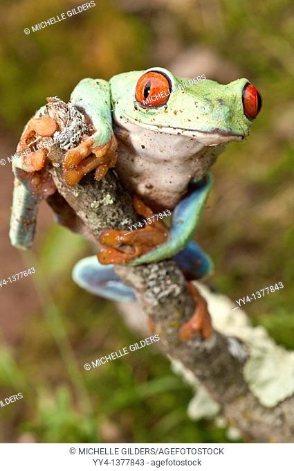 Red-eyed tree frog, Agalychnis callidryas, native to Neotropical rainforests of Central America