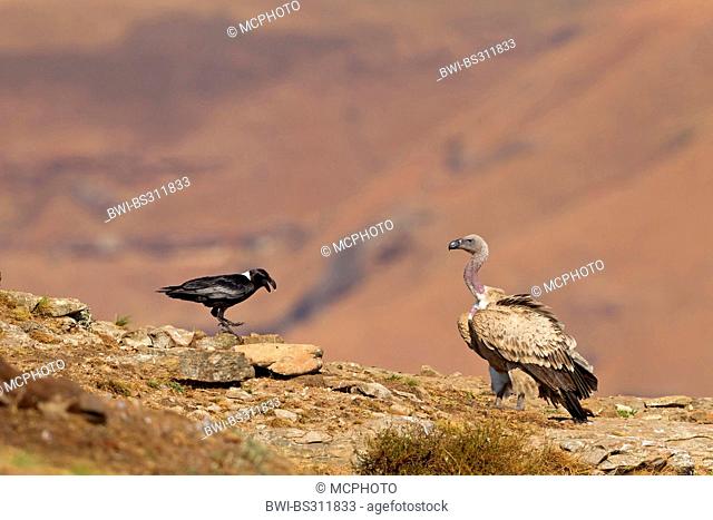 Cape vulture (Gyps coprotheres), sitting on a rock spur together with African White-necked Raven, Corvus albicollis, South Africa, Kwazulu-Natal