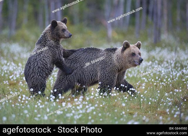 Female (Ursus arctos) with her offspring in a bog with fruiting cotton grass at the edge in a boreal coniferous forest, young bear, Suomussalmi, Karelia
