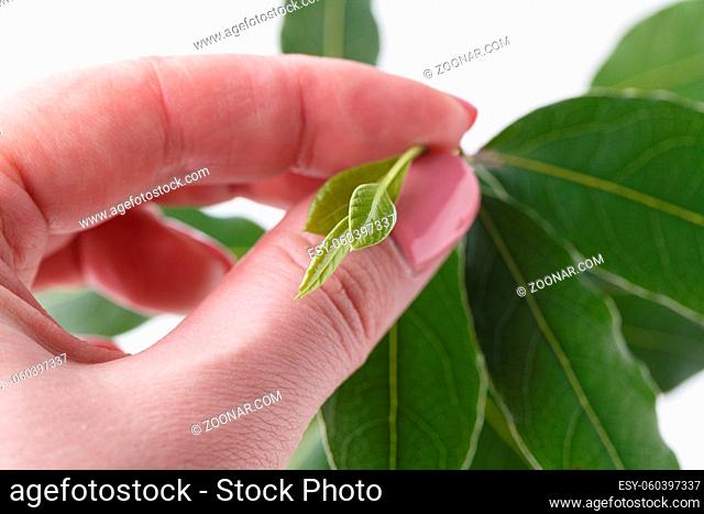 green leaves in hand