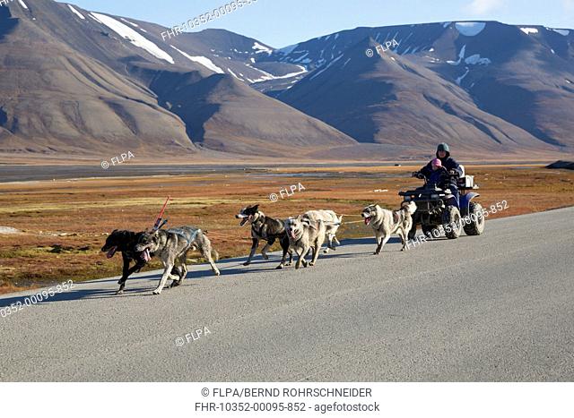 Domestic Dog, husky-type sledgedogs, team pulling quadbike with woman and child, near Longyearbyen, Spitsbergen, Svalbard, August