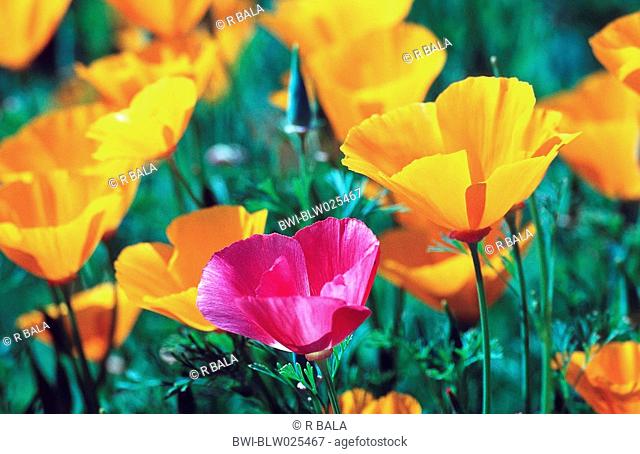 Californian poppy, California poppy, gold poppy Eschscholzia californica, group, orange, with single red blossom