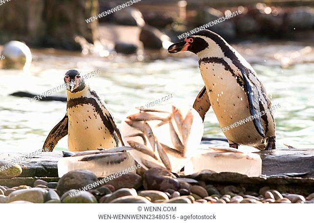 As Valentine’s Day approaches, ZSL London Zoo’s colony of Humboldt penguins are offered a Valentine’s-themed treat of their favourite fish