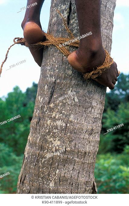 African man with his feet binded togehter in order to climb up a coconut palm, Unguja Island, Zanzibar Archipelago, Tanzania, East Africa