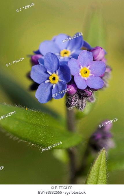 Alpine forget-me-not (Myosotis alpestris), blooming, Germany
