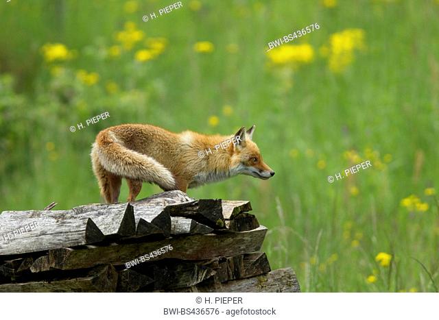 red fox (Vulpes vulpes), on a stack of wooden posts. looking around, Switzerland