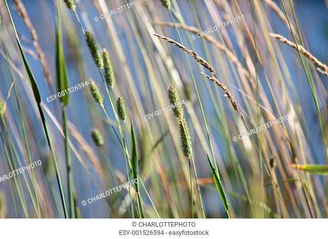 Straw and grass in a meadow