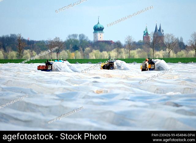 19 April 2023, Saxony, Kyhna: Asparagus harvest on a field of the agricultural enterprise Gemüsebau Kyhna in North Saxony