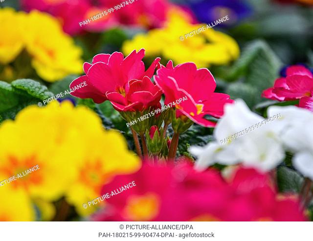 Primroses bloom in different colours in a greenhouse of the Fontana gardening company in Manschnow, Germany, 15 February 2018