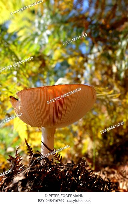 Fly agaric with light-flooded mushroom hat - shot with a view under the mushroom hat - macro shot